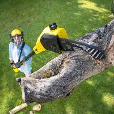 How Our Tree Care Process Works  in Meadowbrook, CA